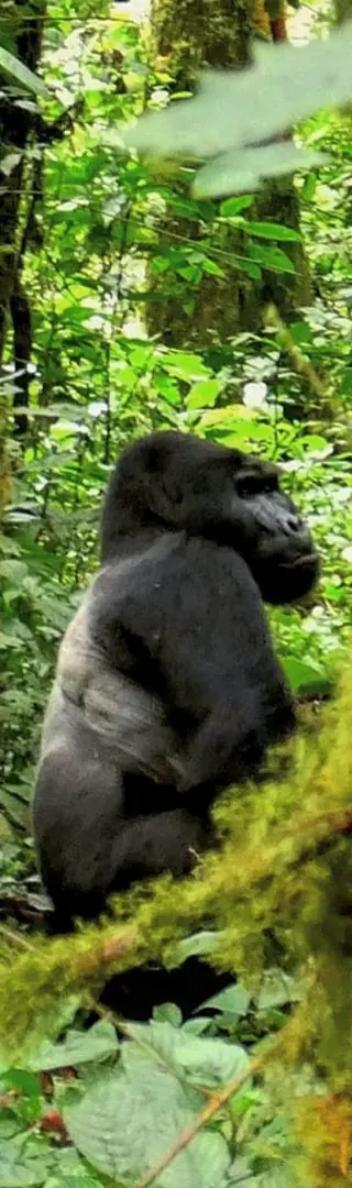 Auge in Auge mit dem Silberrücken